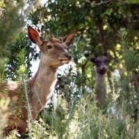 catanzaro PARCO BIODIVERSITà 31